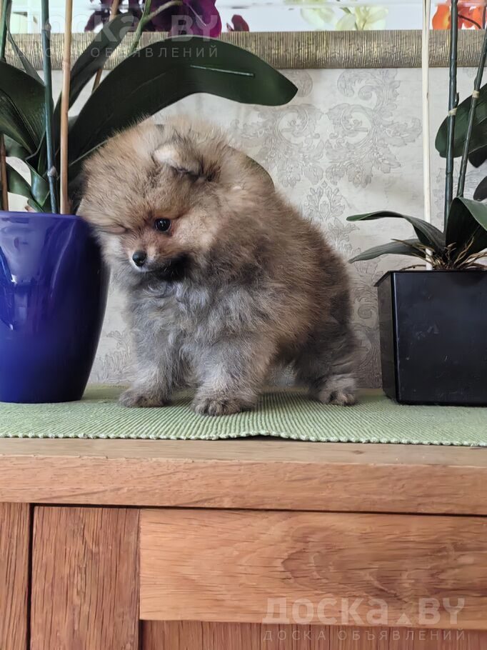 Померанский шпиц