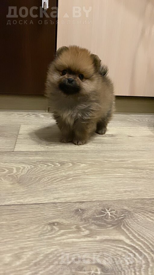 Померанский шпиц