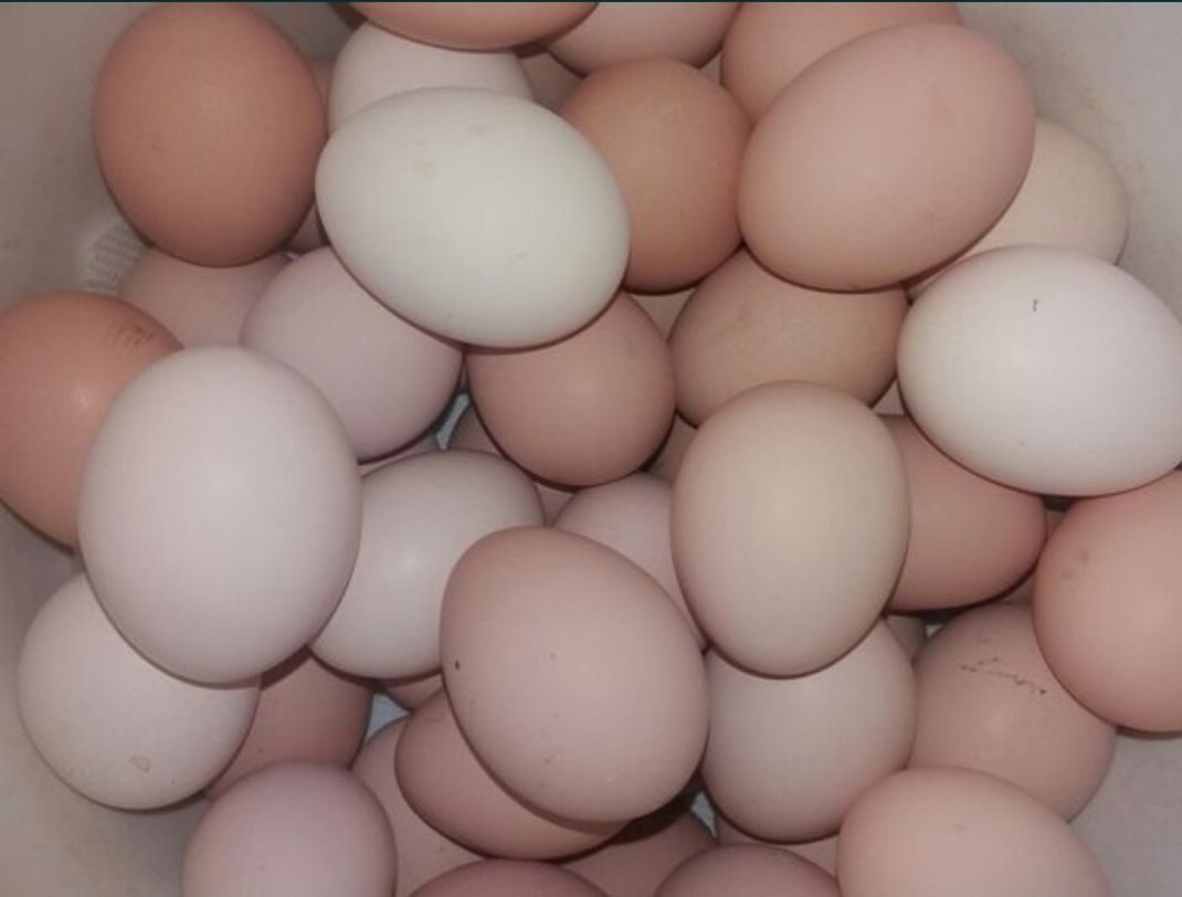 Купить инкубационное яйцо в воронежской области. Яйца Брама. Яйца Адлерской серебристой курицы. Адлерский куры яйцо. Яйцо голошейки.