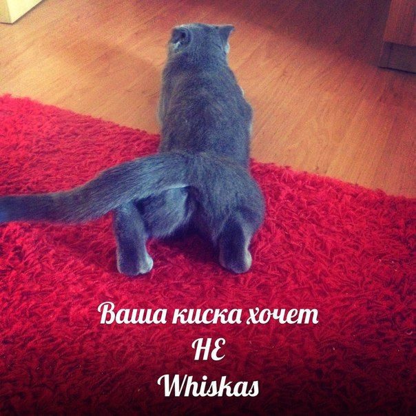 Кошки с Донецка. Звуки просящей кошки
