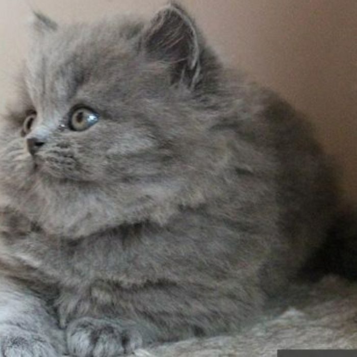 Британские длинношерстные котята 2 месяца фото