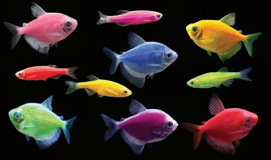 Разноцветные рыбки для аквариума тернеция фото