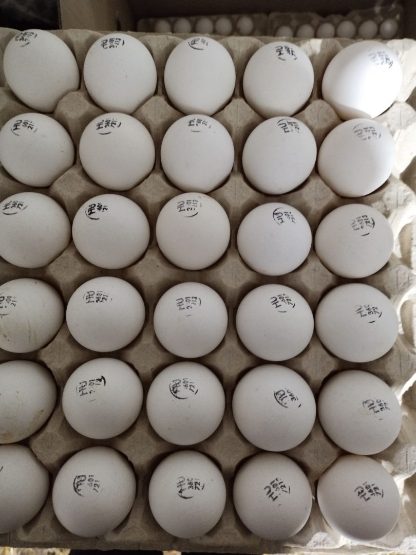 Купить инкубационное яйцо леггорн. Инкубационное яйцо Кобб 500 Испания. Инкубационное яйцо Леггорн. Инкубационное яйцо серебристый Адлер. Инкубационное яйцо купить.