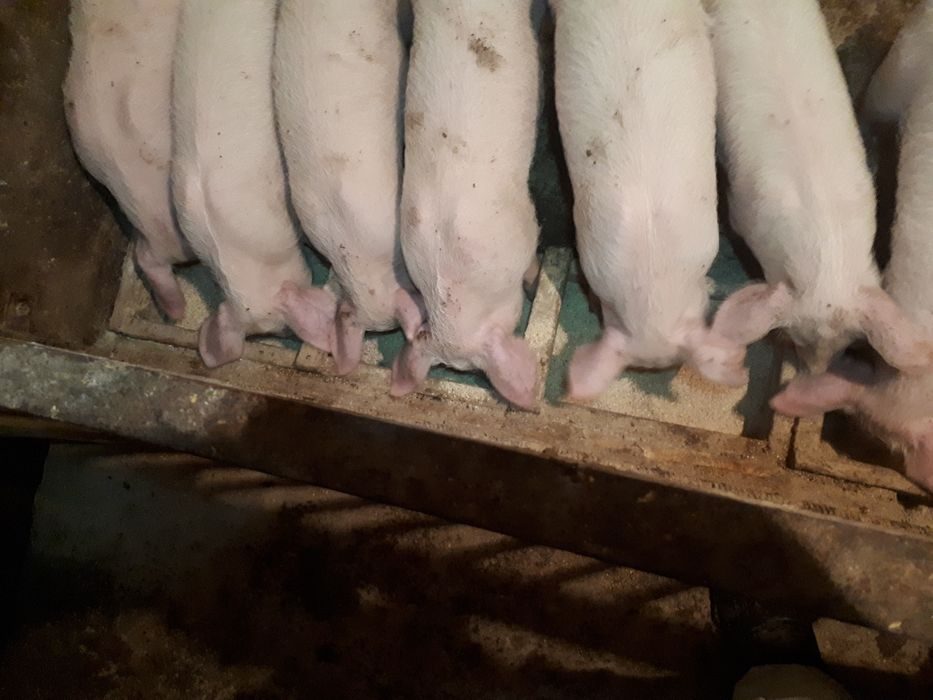 Продажа поросят новосибирская область. Ливенская порода свиней. Ливенские поросята. Продаются в Старомышастовской поросята или свиньи. Поросята со свиноматкой Петренко.