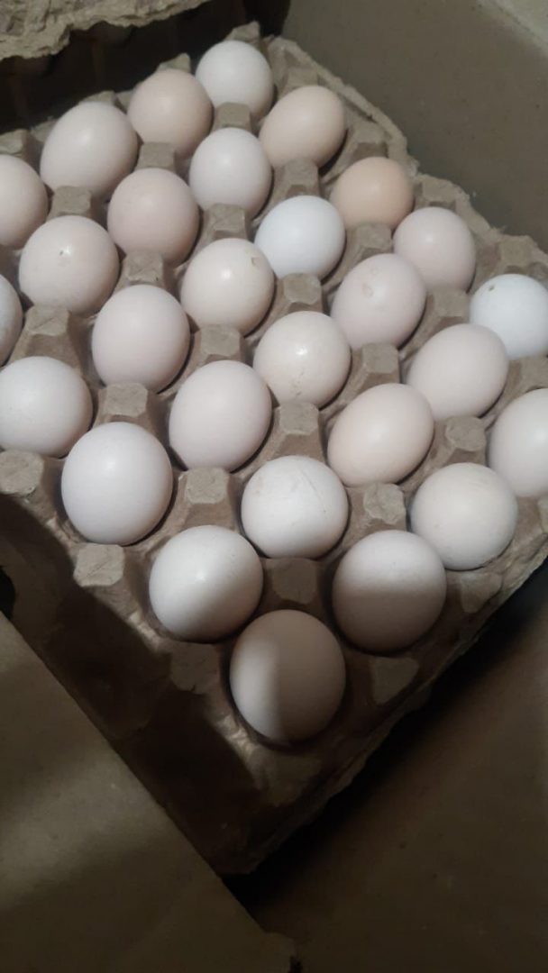 Купить бройлерные инкубационные яйца
