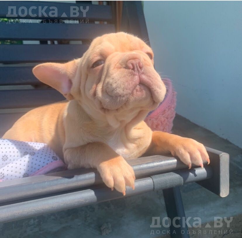 Французский бульдог