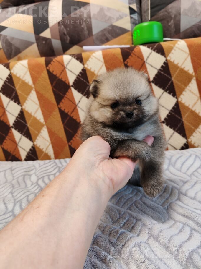 Померанский шпиц