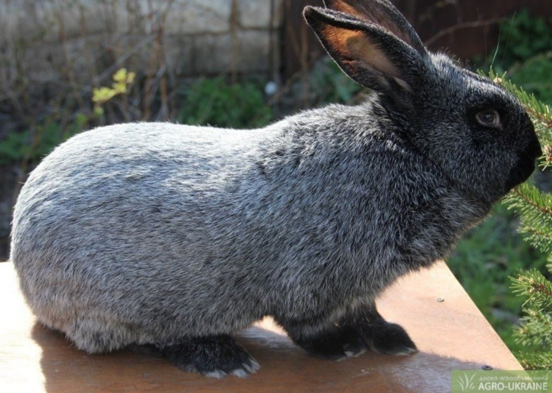 Кролики серебро купить. Кролики породы Полтавское серебро. Крольчата Полтавское серебро. Полтавский серебристый кролик. Платовское серебро Крол.