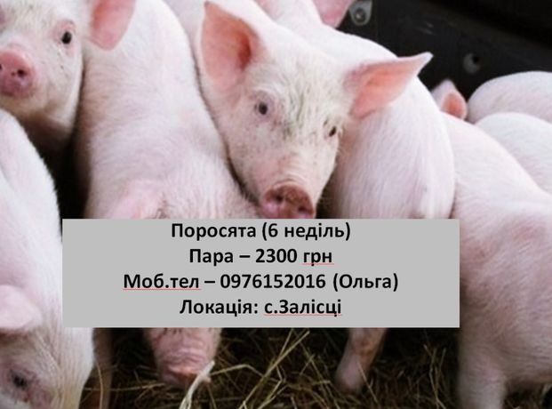 Слушать 5 поросят. Пять поросят цитаты. Пять поросят гуляли на просторе. Картинка пять поросят логотип.