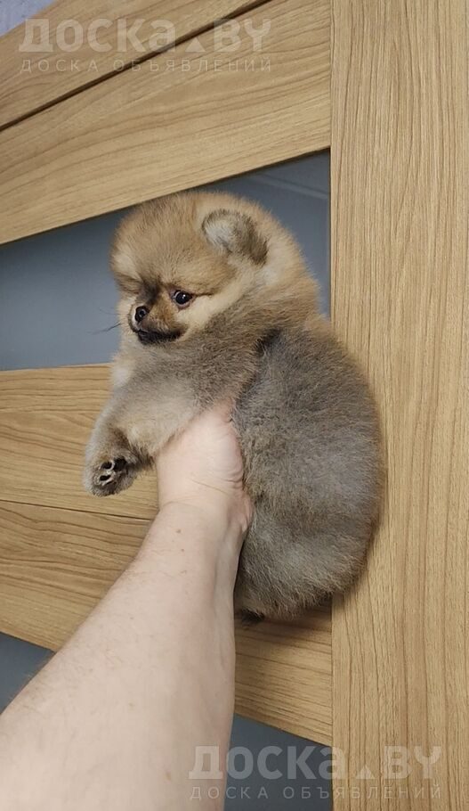 Померанский шпиц