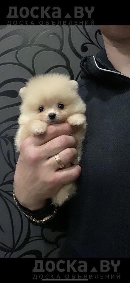 Померанский шпиц