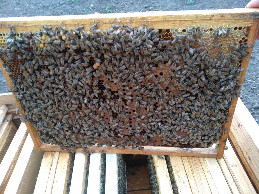 Купить пчел мордовия. Продам пчелу по запчастям. Купить пчёл в Башкирии на авито.