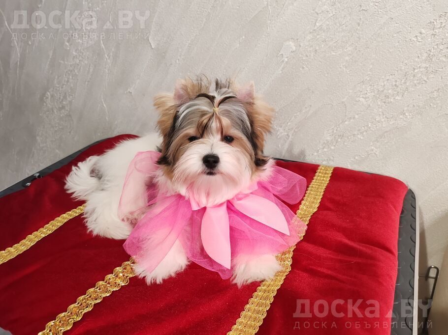 Бивер йоркширский терьер