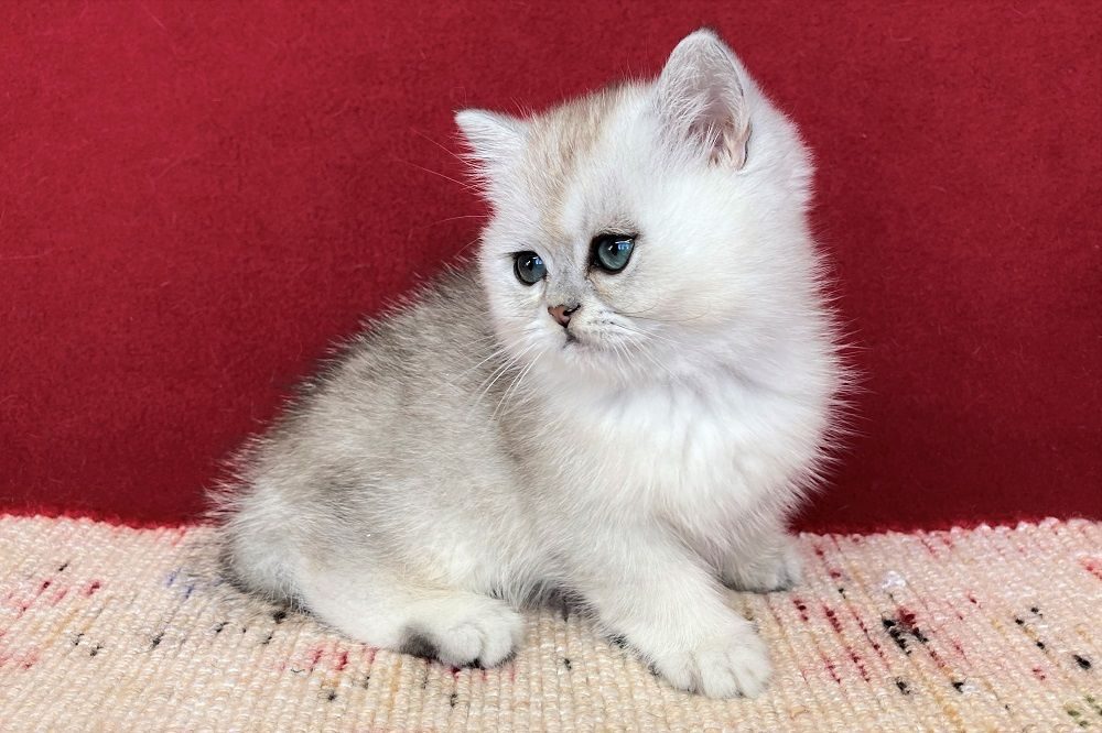 Серебристая Шиншилла Кошка Фото