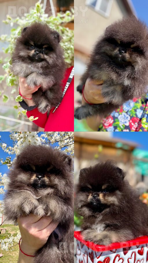 Померанский шпиц