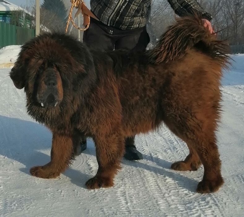 Мастиф 5 месяцев фото тибетский