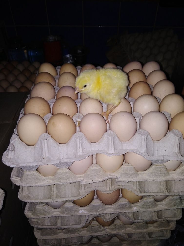 Купить инкубационные яйца пород кур. Инкубационное яйцо бройлера Росс 308. Инкубационное яйцо бройлера Кобб 500. Инкубационное яйцо Кобб 500. Бройлер Кобб 500 яйцо.