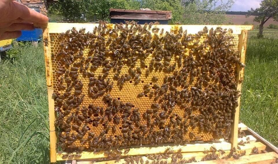 Авито краснодарский пчелопакеты. Пчелопакеты рут порода Карника. Пчелопакеты Карника Бакфаст. Пчелопакеты Бакфаст на 2023 год. Рамка с расплодом.
