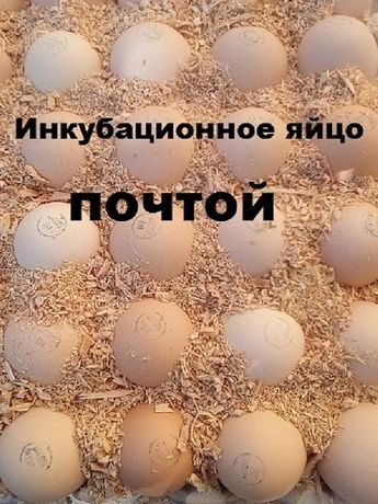 Купить Инкубационное Яйцо Бройлера Оптом