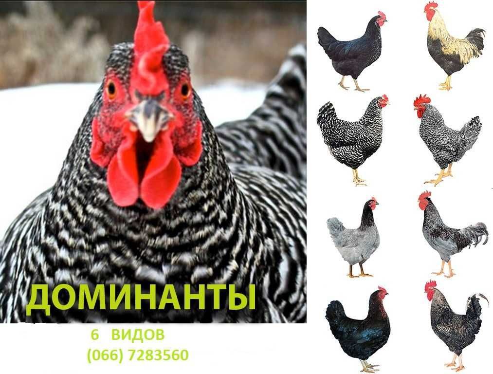 Куры доминант фото и описание. Куры Доминант д 959. Доминант GS 959. Доминант d301. Доминант куры 107 959.