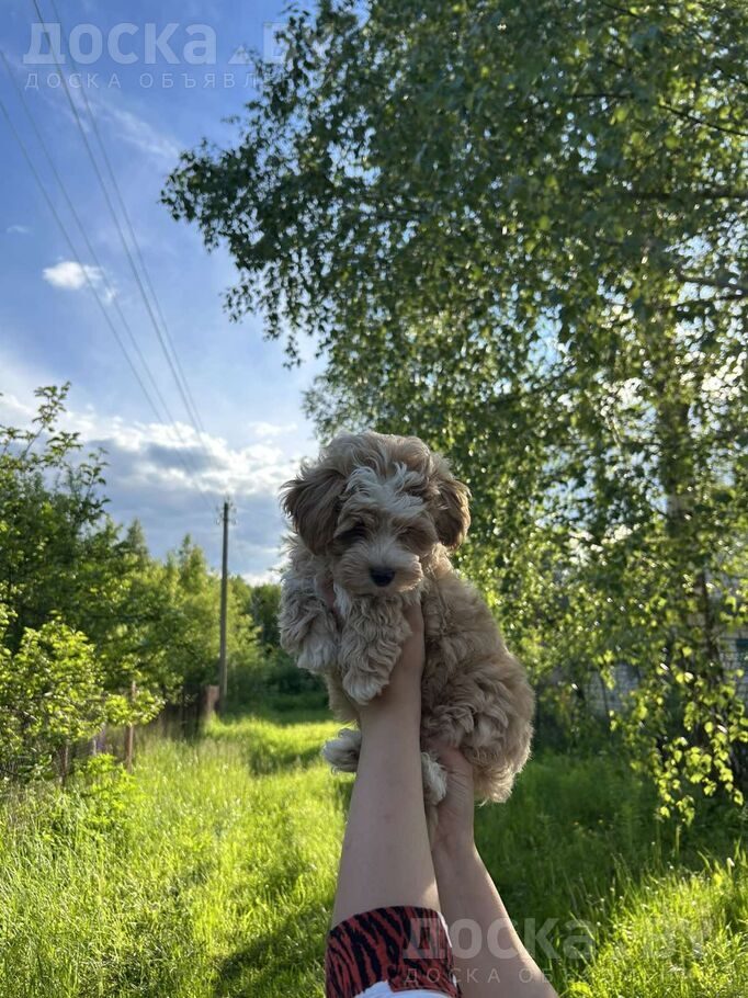 Мальтийская болонка