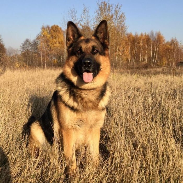 Авито овчарки. Овчарка в городе. Немецкая овчарка авито. Овчарки на авито. Немецкая овчарка авито Богучар.