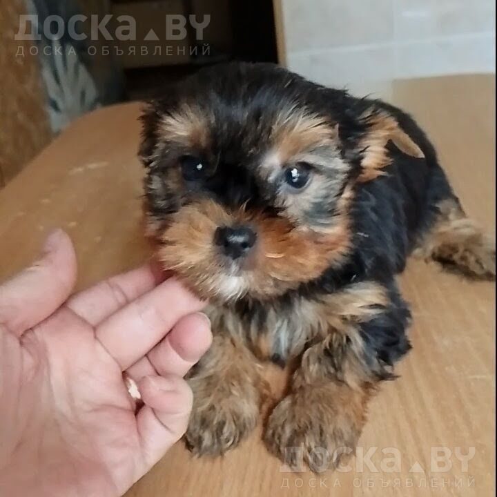 Йоркширский терьер