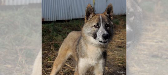 Купить Собаку В Республике Алтай Лайку