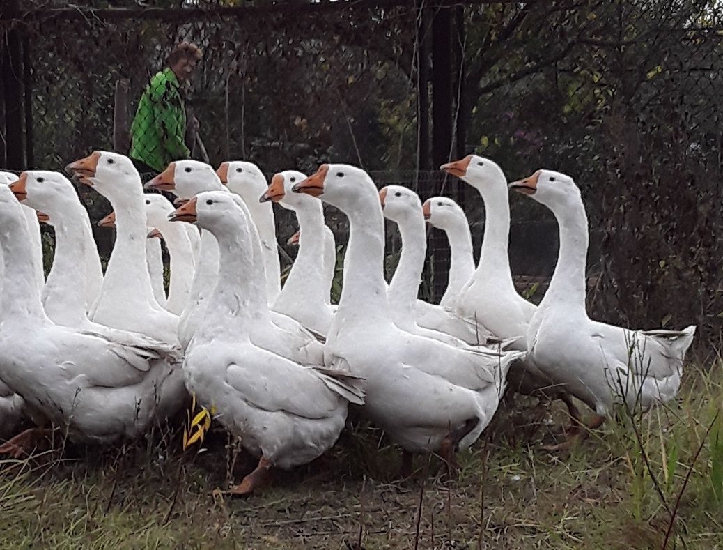 Гуси линда фото описание породы вес