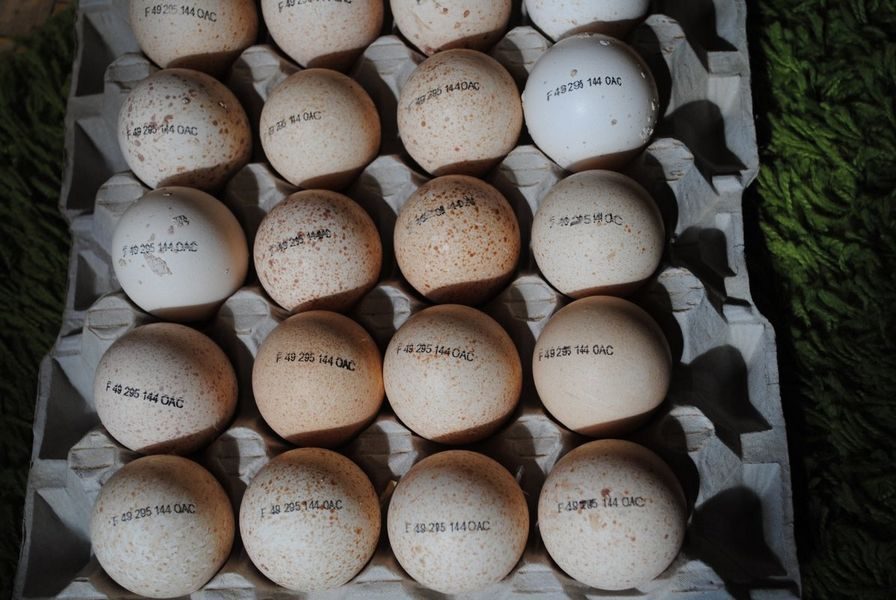 Купить яйцо инкубационное алтайский. Грейд мейкер инкубационное яйцо. Хайбрид грейд мейкер яйцо инкубационное. Яйцо инкубационное индюшиное. Поставки инкубационного яйца.