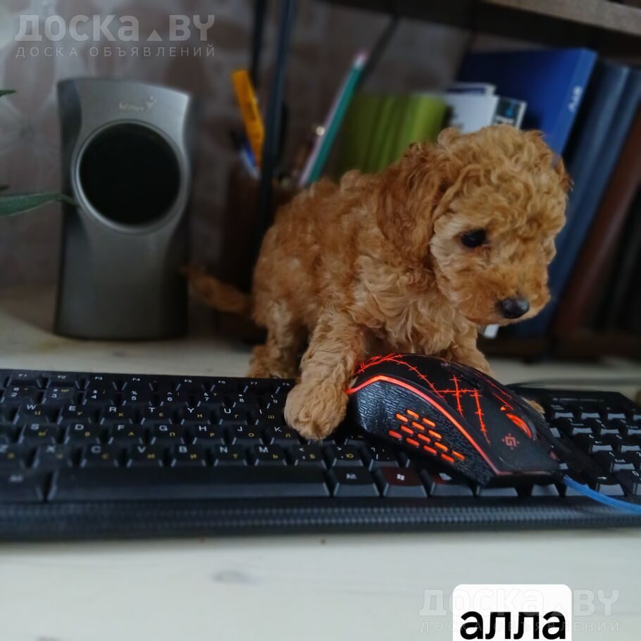 Той-пудель