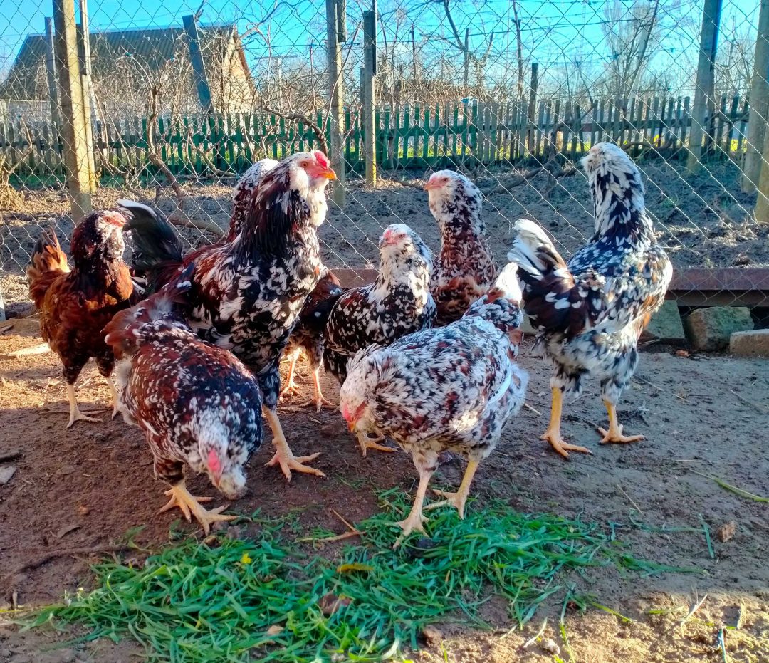Олх Алчевск  сельхоз животные и домашняя птица. Купить яйца орловских кур.