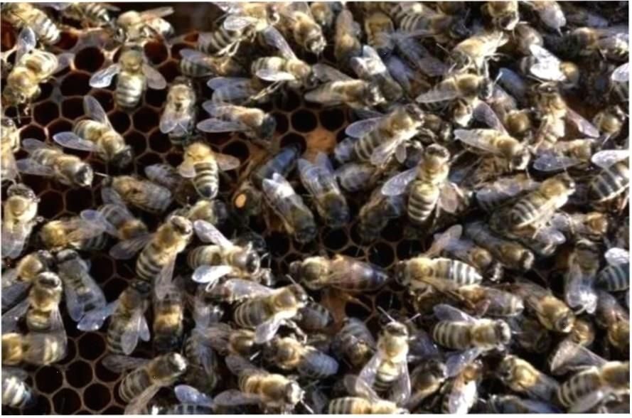 Среднерусская порода пчел. Пчеломатка Карника. Пчеломатка Среднерусская. Матка среднерусской пчелы. Среднерусская пчела и Карпатка.