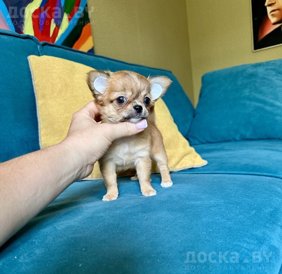 Чихуа-хуа