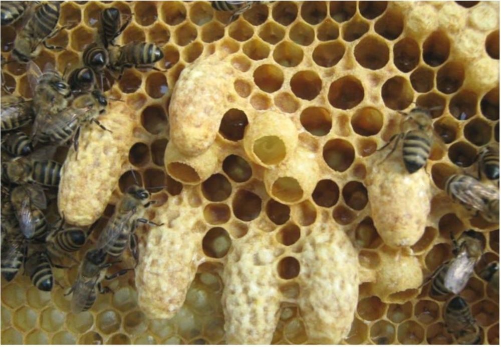 Пчелы тянут. Маточник пчелы. Расплод у пчел маточник. Свищевые маточники. Яйца пчел расплод матка.