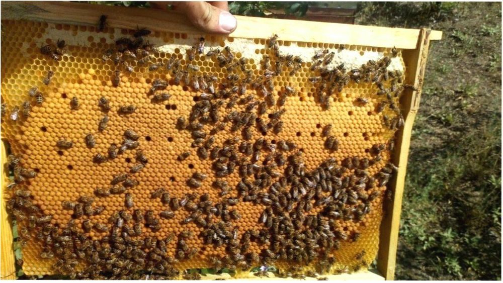 Купить пчелопакеты в воронежской области. Пчелопакеты Карника на 2021г. Отводки пчел. Сильные пчелосемьи. Пакеты пчёл Дальневосточной породы.