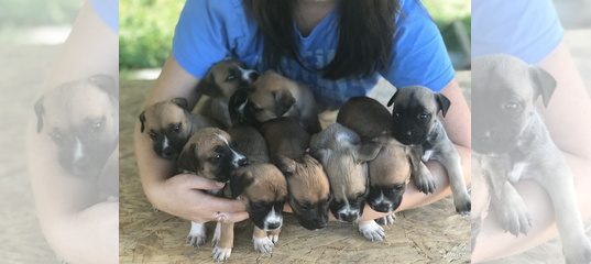 Наш щенок. Популярные домашние животные. Кто родится у собаки с кошкой.