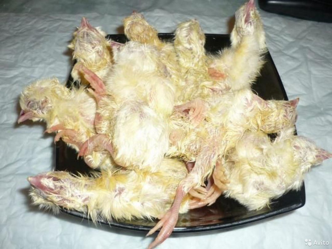 Кормовые цыплята