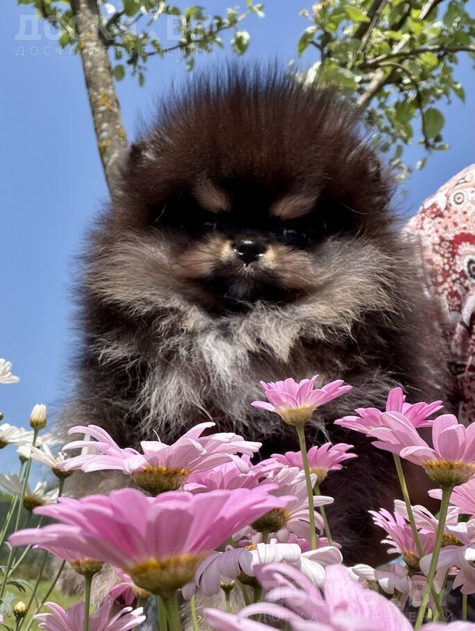 Померанский шпиц