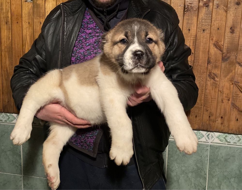 Купить Щенка Сао В Ростове На Дону