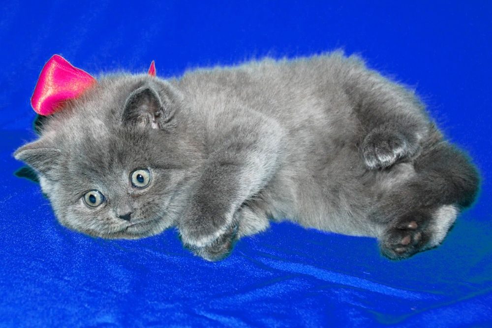 Купить британского шотландского котенка. Голубые Шотландские котята. Шотландская кошка голубого окраса. Голубой британец кот. Шотландский котенок голубого окраса.