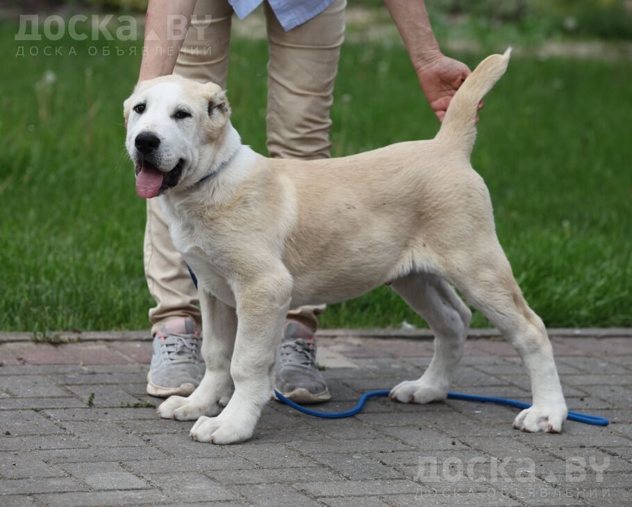 Среднеазиатская овчарка