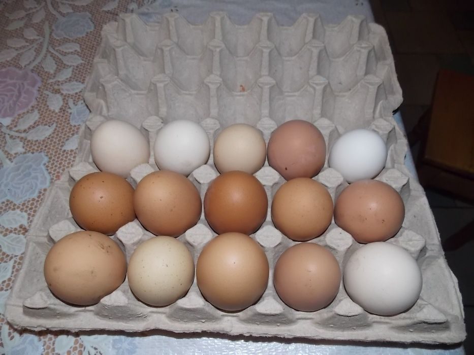 Купить яйцо инкубационное алтайский. Яйцо Марана инкубационное. Инкубационное яйцо кур Брама. Яйца кур Маран. Инкубационное яйцо БШГ.