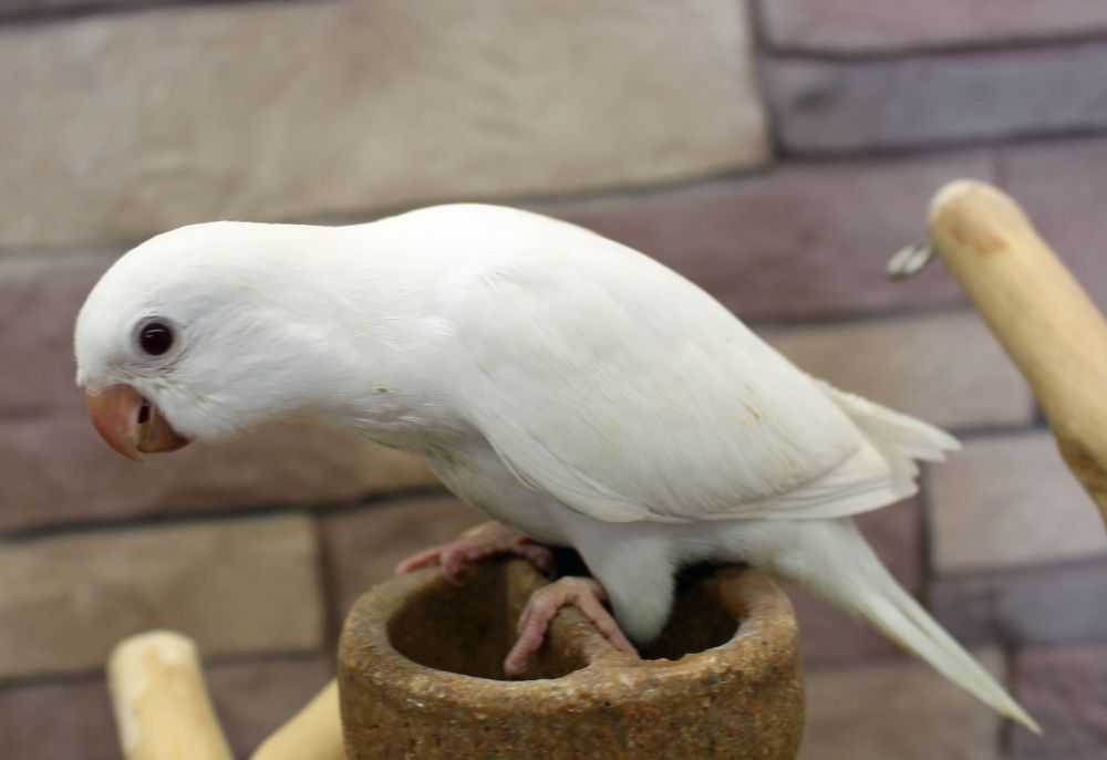 Белый попугай Квакер, Белый Калита монах - Доска бесплатных объявлений  Mur.tv