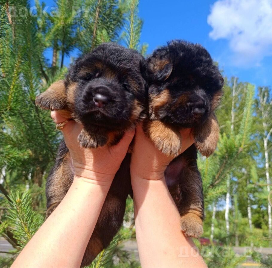 Немецкая овчарка
