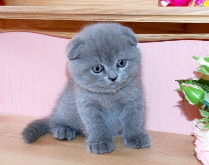 Купить британского шотландского котенка. Шотландская вислоухая кошка. Британская кошка вислоухая голубая. Скоттиш фолд голубой котенок. Британские котята скоттиш фолд.