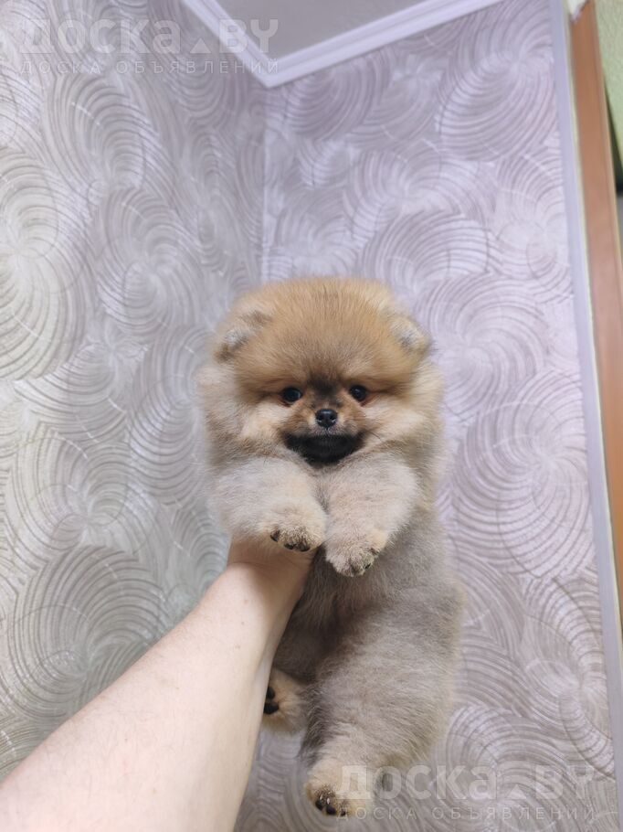 Померанский шпиц