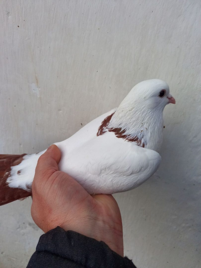 продам бакінські голуби