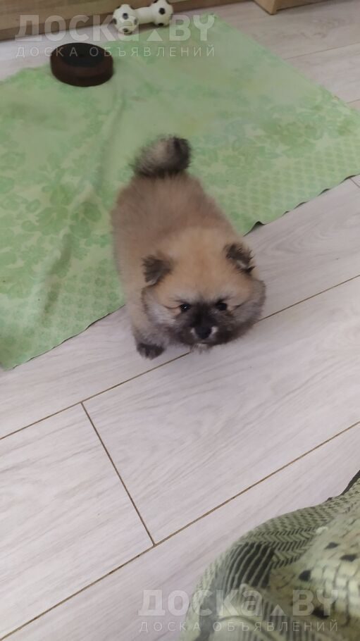 Померанский шпиц