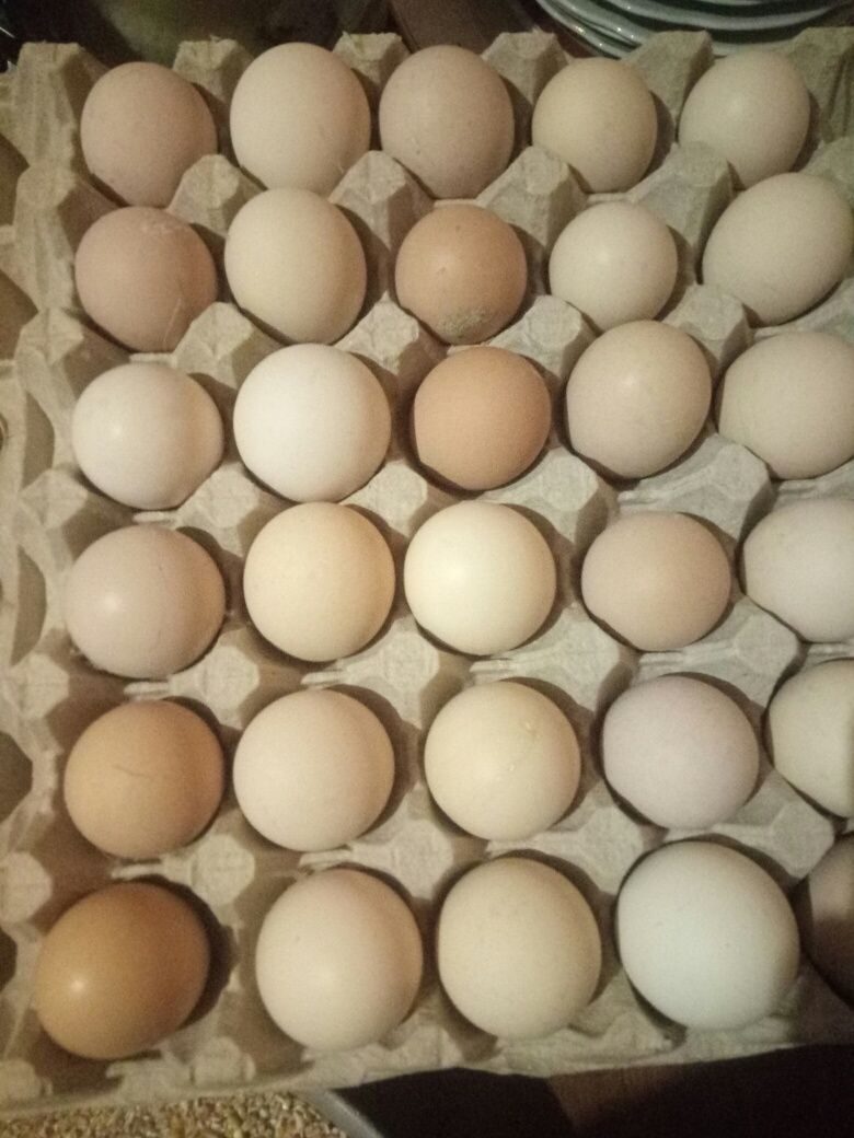 Яйца инкубационные купить сергиев посад. Инкубационное яйцо Адлерская серебристая. Инкубационное яйцо Адлерская серебристая коробка. Инкубационное яйцо серебристый Адлер. Яйцо Адлерской серебристой.
